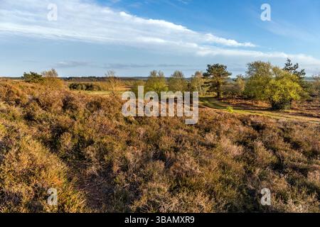 Tadnoll Heath; Dorset; Großbritannien Stockfoto