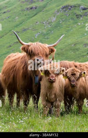 Highland Cattle; Schottland; Vereinigtes Königreich Stockfoto