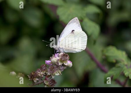 Großer weißer Schmetterling; Pieris brassicae; weiblich; auf Blackberry Flowers; UK Stockfoto