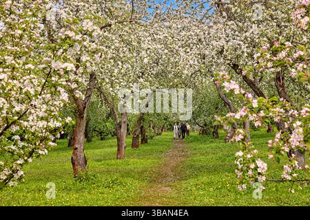 Im Kolomenskoje Museum-Reserve spazieren die Menschen unter blühenden Apfelbäumen (Malus domestica). Moskau, Russland. Stockfoto