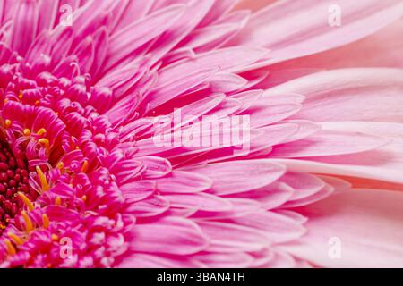 Zarte blassrosa Gerbera-Blüte mit einem hellrosa Zentrum, Nahaufnahme. Stockfoto