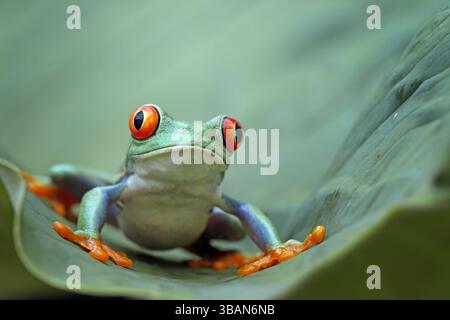 Nahaufnahme eines Rotaugenfrosches (Agalychnis callidryas), der auf einem Blatt sitzt, Indonesien Stockfoto
