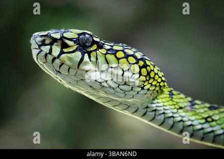 Nahaufnahme des Kopfes einer Sumatra-Palmenlöcher (Parias sumatranus), Indonesien Stockfoto