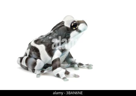 Nahaufnahme eines Amazonasmilchfrosches (Trachycephalus resinifictrix) auf weißem Hintergrund Stockfoto