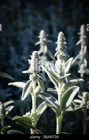 Lammohr (stachys byzantina oder Wollhecke) Pflanzennaht Stockfoto