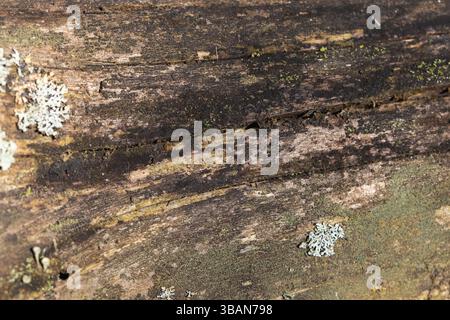 Detaillierte Aufnahme, die die verwitterte Textur von Baumstämmen zeigt, die mit Moos und Flechten bedeckt sind, und den Prozess des natürlichen Verfalls und der Interaktion mit dem Ökosystem erfasst Stockfoto