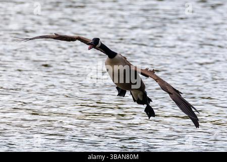 Kanadische Gans, Branta canadensis, die über dem Wasser landet. England, Großbritannien Stockfoto