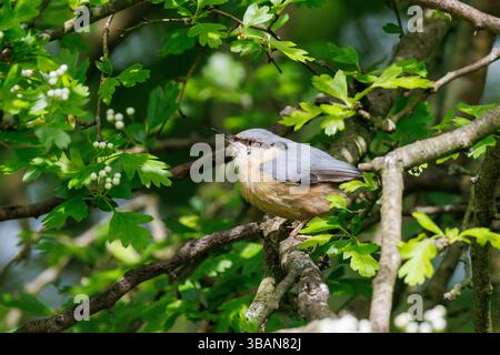 Nuthatch, Sitta europaea Vogel, auf einem Baum in einem Garten, England, Großbritannien Stockfoto