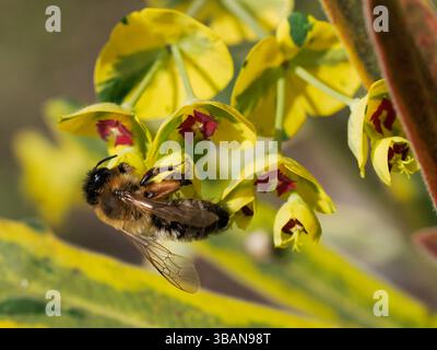 Makro der Ashy-Bergbaubiene (Andrena cineraria) auf der Suche nach Blüten der euphorbia Stockfoto