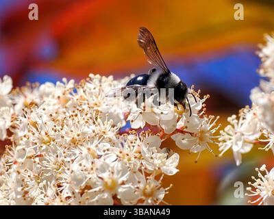 Makro der Ashy-Bergbaubiene (Andrena cineraria), die Photinienblumen ernährt Stockfoto