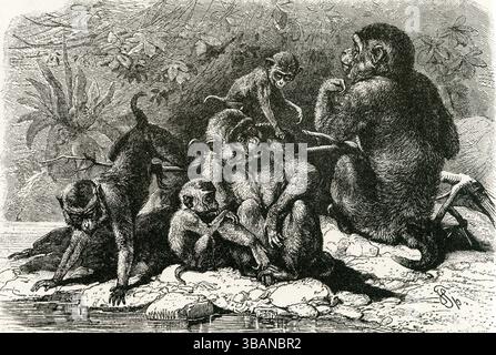 BHUNDER ODER RHESUS MONKEY ( Macacus rhesus ) - Antike Illustration der Rhesus Affenfamilie in British India Village Setting – Gravur aus dem 19. Jahrhundert Stockfoto