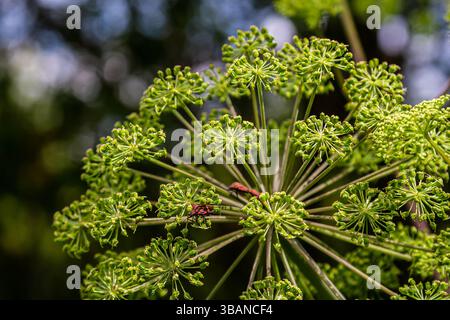 Angelica archangelica. Garten angelica Blumenstiel und Knospen. Stockfoto