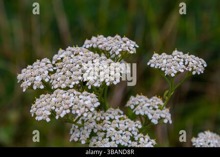 Gemeinsame Schafgarbe achillea millefolium mit Fliege Tachina fera. Stockfoto