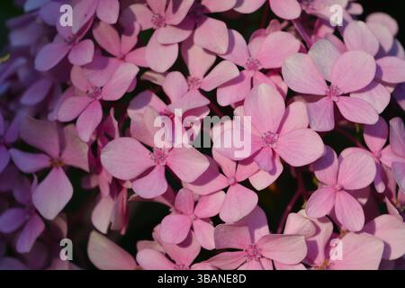 Hintergrund voller rosafarbener Hortensie-Blüten in Nahaufnahme. Frische Blumen im Hintergrund. Stockfoto
