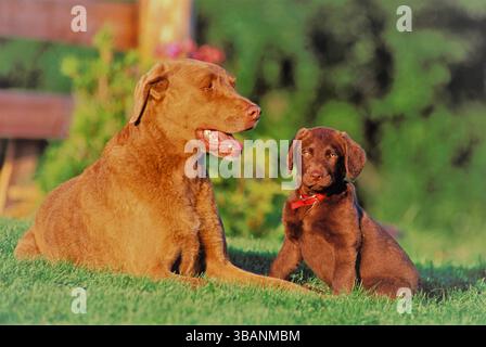 Chesapeake Bay Retriever Weibchen und Welpe zusammen sitzen im Gras. Stockfoto