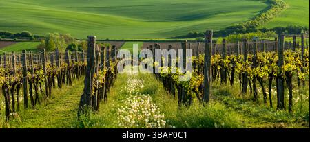 Mährische Toskana, wellige Landschaft aus Weinbergen und grünem Ackerland Stockfoto