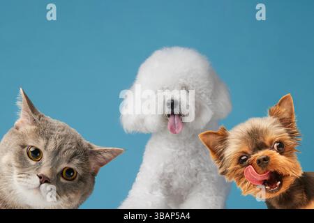 Studio-Porträt zweier lustiger Hunde und neugieriger Katze vor blauem Hintergrund, mit ausdrucksstarken Gesichtern und Humor. Stockfoto