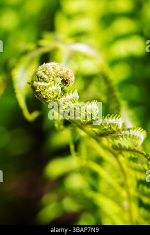 Eine detailreiche Nahaufnahme eines lebendigen grünen Farnblattes mit einem kleinen Käfer, der auf seiner Oberfläche thront und die Schönheit der Natur zeigt Stockfoto