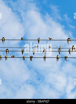 Große Schwalben- und sandmartinschwärme (Riparia riparia) sitzt vor der Herbstsaison auf Drähten. Vertikales Foto. Stockfoto