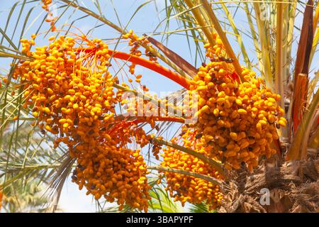 Dattelpalme mit reifenden Früchten darauf. Stockfoto