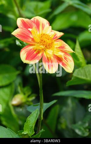 Dahlia Pooh - Schwaneninsel, Dahlia Pooh, orange äußere Blütenblätter mit variabel gelben Spitzen, gelbe mittlere Scheibe und Kragen. Collarette Stockfoto
