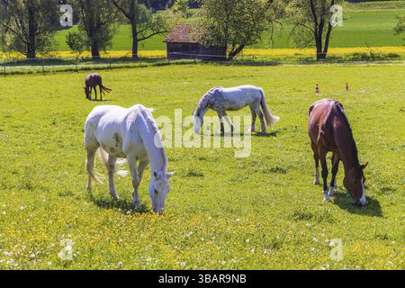 Pferde in einem Fahrerlager im Frühjahr. Lonsee, Baden-Württemberg, Deutschland, Europa Stockfoto