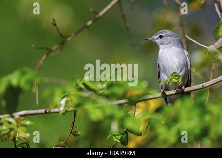Fliegenfänger mit hartem Rücken (Fraseria caerulescens), Tiere, Vögel, Biotope, Barsch, iSimangaliso Wetland Park, St. Lucia, KwaZulu-Natal, Südafrika, Af Stockfoto