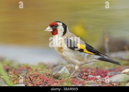 Goldfink, Goldfink (Carduelis carduelis), Biotope, Habitat, Futtersuche, Worms, Rheinland-Pfalz, Deutschland, Europa Stockfoto