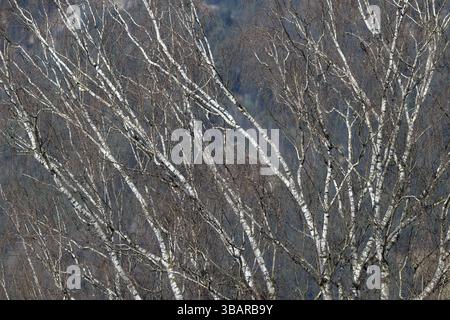 Silberbirke (Betula pandula), im Frühjahr, Jenbach, Tirol, Österreich, Europa Stockfoto