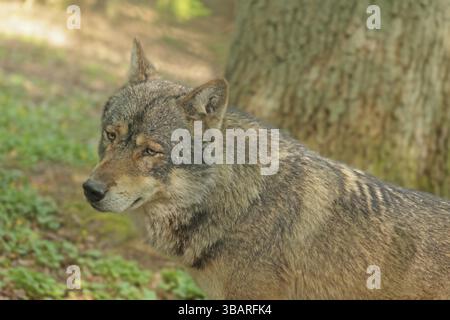 Wolf (Canis Lupus), rennt im Wald, gefangen Stockfoto