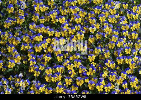 Gehörntes Violett (Viola cornuta) Bayern, Deutschland, Europa Stockfoto