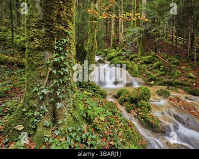 Wasserfall umgeben von moosbedeckten Steinen in herbstlicher Umgebung, am Fluss Sihl, Sihlsprung, Menzingen, Kanton Zug, Schweiz, Euro Stockfoto