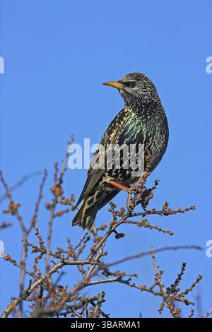 Starling (Sturnus vulgaris), Tier, Tiere, Starling, Barsch, Biotope, Habitat, Bezirk Bad Duerkheim, Rheinland-Pfalz, Deutschland, Europa Stockfoto