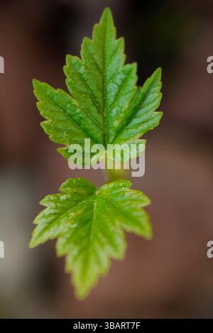 Baby-Platanen-Baum Stockfoto
