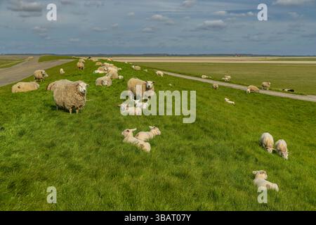 Schaf- und Lämmerherde, die auf einem grasbewachsenen Deich in der niederländischen Landschaft ruhen und weiden Stockfoto