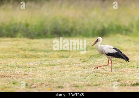Weißstorch auf einer gemähten Wiese in Haczow, Woiwodschaft Podkarpackie, Polen Stockfoto