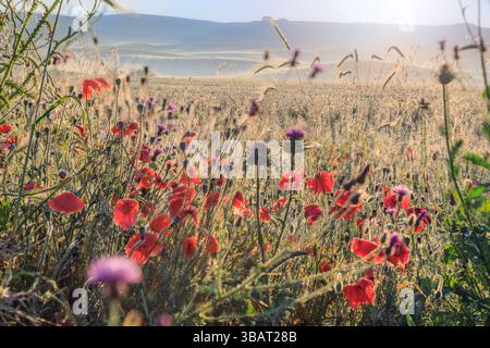 Hügelige Landschaft mit wilden Blumen am frühen Morgen in Apulien, Italien. Stockfoto