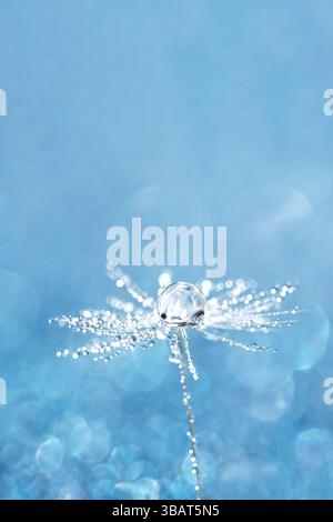 Makrobild eines einzelnen Löwenzahn-Samens mit einem Wassertropfen und hellem Bokeh auf einem sanften blauen Hintergrund, das Reinheit, Nachhaltigkeit und Natürlichkeit symbolisiert Stockfoto