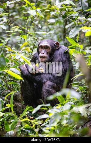 Ausgewachsene Schimpansen, Pan-Troglodyten, essen Früchte im tropischen Regenwald des Kibale-Nationalparks im Westen Ugandas. Das Park-Erhaltungsprogramm bedeutet Stockfoto