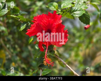 Eine lebendige Nahaufnahme einer scharlachroten Hibiskusblüte mit markanten Stamen und Pistil Stockfoto