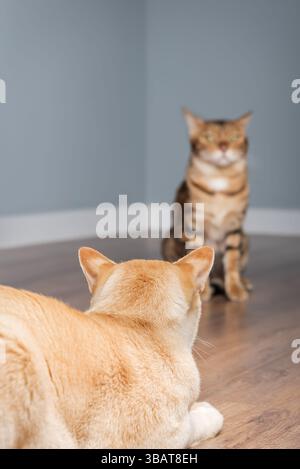 Zwei süße Katzen, die sich in einem minimalistischen Innenraum anschauen. Selektiver Fokus. Stockfoto
