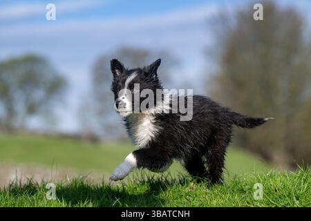 Junger Border Collie Welpe spielt auf einem Feld. North Yorkshire, Großbritannien. Stockfoto