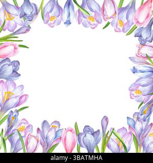 Blumengestell aus weichen violetten, blauen und rosa Krokusblüten und grünen Blättern. Frühlingsrahmen. Quadratischer Blumenrahmen. Frühlingsblumen Clipart. Han Stockfoto