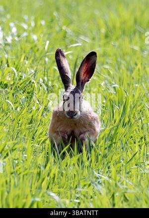 Europäischer Hase, Braunhase, Feldhase, Lièvre d'Europe, Lepus europaeus, mezei nyúl, Kreis Csongrád-Csanád, Ungarn, Magyarország, Europa Stockfoto