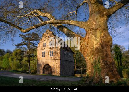 Rombergpark Dortmund bei Tagesanbruch, Nordrhein-Westfalen, Deutschland Stockfoto