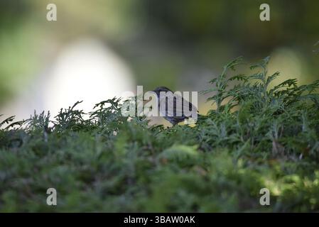Porträt eines Dunnocks (Prunella modularis) auf einer Hecke im linken Profil, vor Bokeh Hintergrund, aufgenommen am späten Nachmittag im Frühjahr Stockfoto