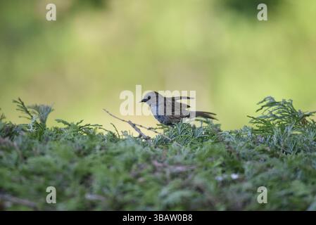 Dunnock (Prunella modularis) Hopping Trough the Top of a Hedge of Ferns, vor einem weichen grünen Hintergrund, aufgenommen in Wales, Großbritannien im Frühjahr Stockfoto