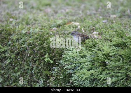 Dunnock (Prunella modularis) oben auf einer Hecke von Ferns, im linken Profil, rechts im Bild, Blick nach unten, aufgenommen im Mai in Wales, Großbritannien Stockfoto