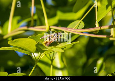 Wespen (Vespula-Arten) sitzen auf einem grünen Blatt im Sommersonnenlicht und zeigen detaillierte Markierungen und Flügel. Makronaturfotografie. Stockfoto