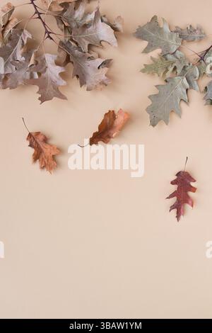 Getrocknete Herbsteichenblätter auf beigefarbenem Hintergrund Stockfoto